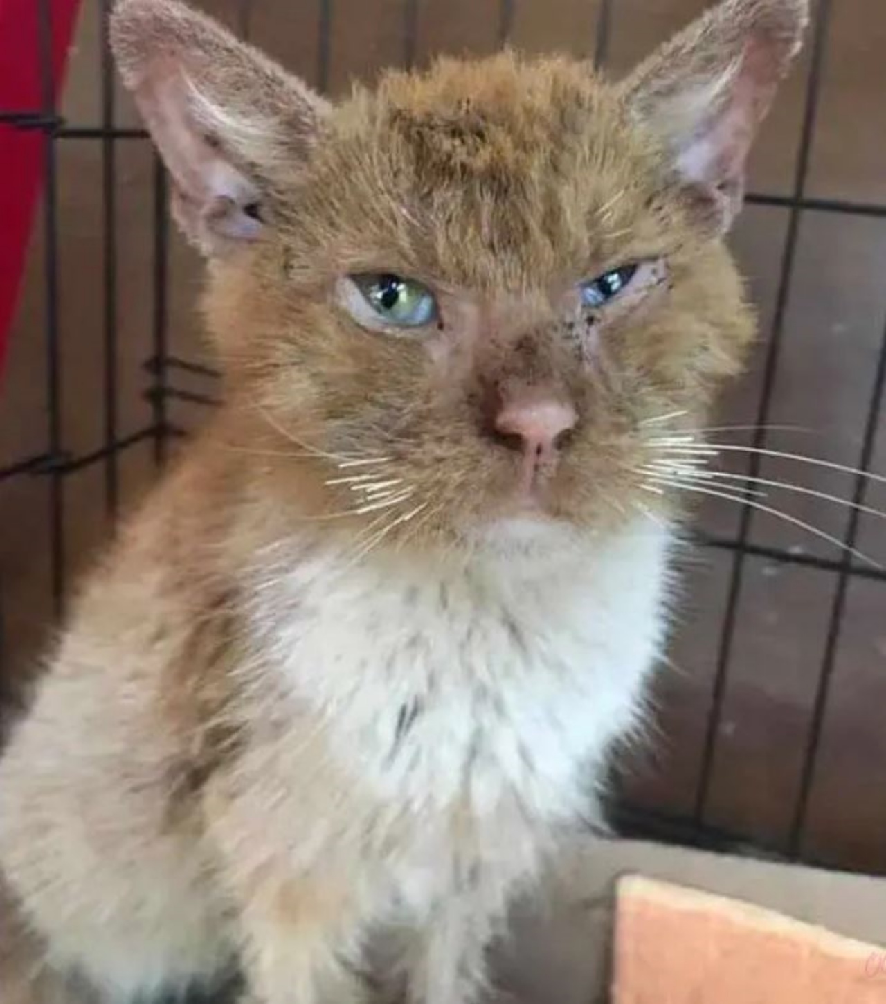 Un gatto con la scabbia