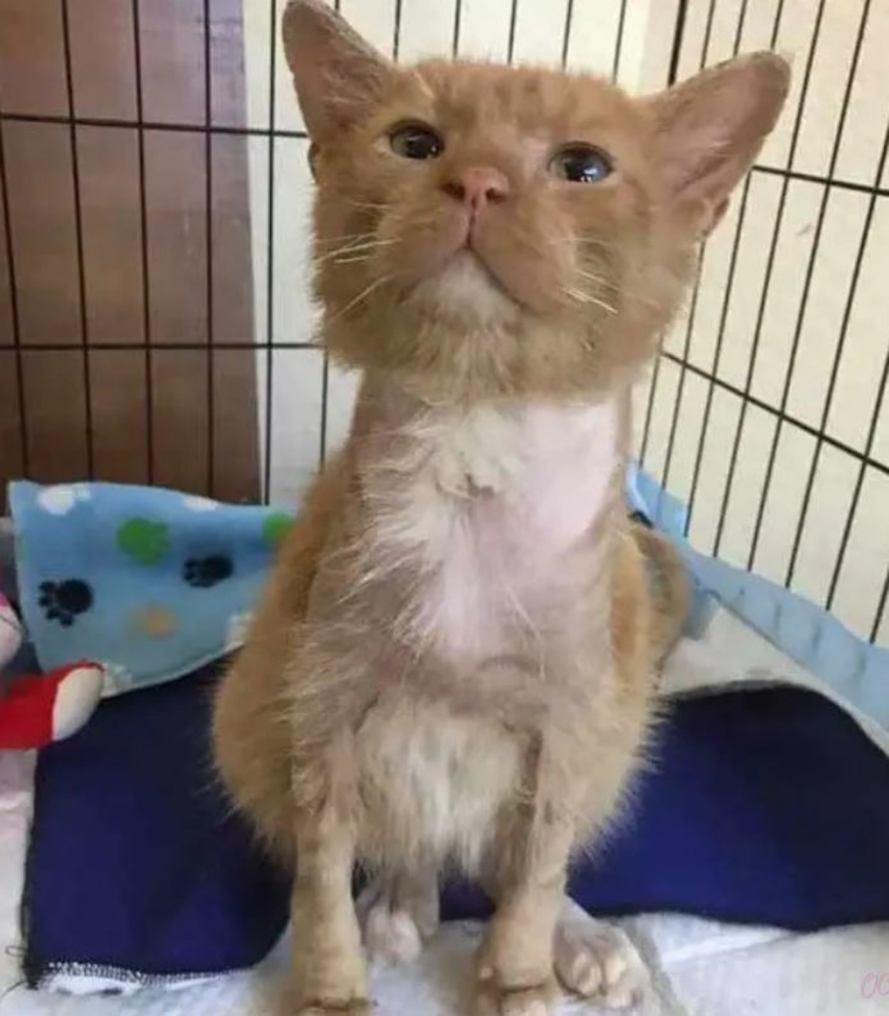 un gatto di nome Simba in clinica veterinaria