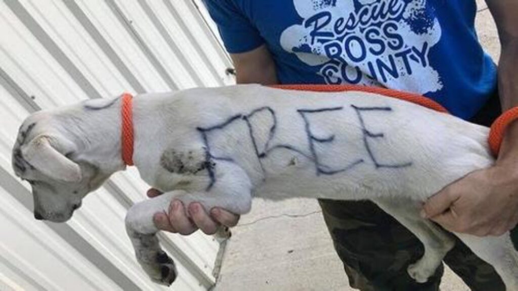 cagnolino con strane scritte sul corpo