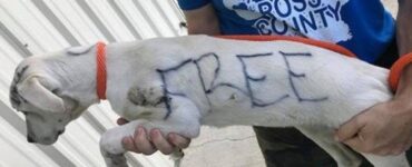 cagnolino con strane scritte sul corpo