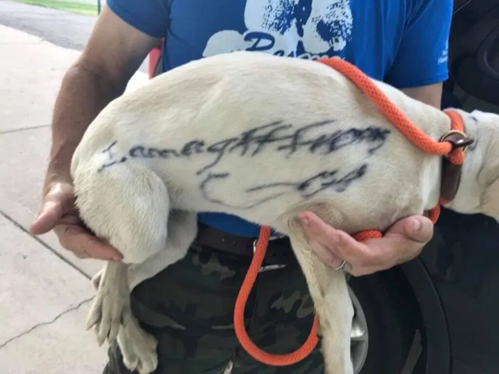 cucciolo trovato per strada