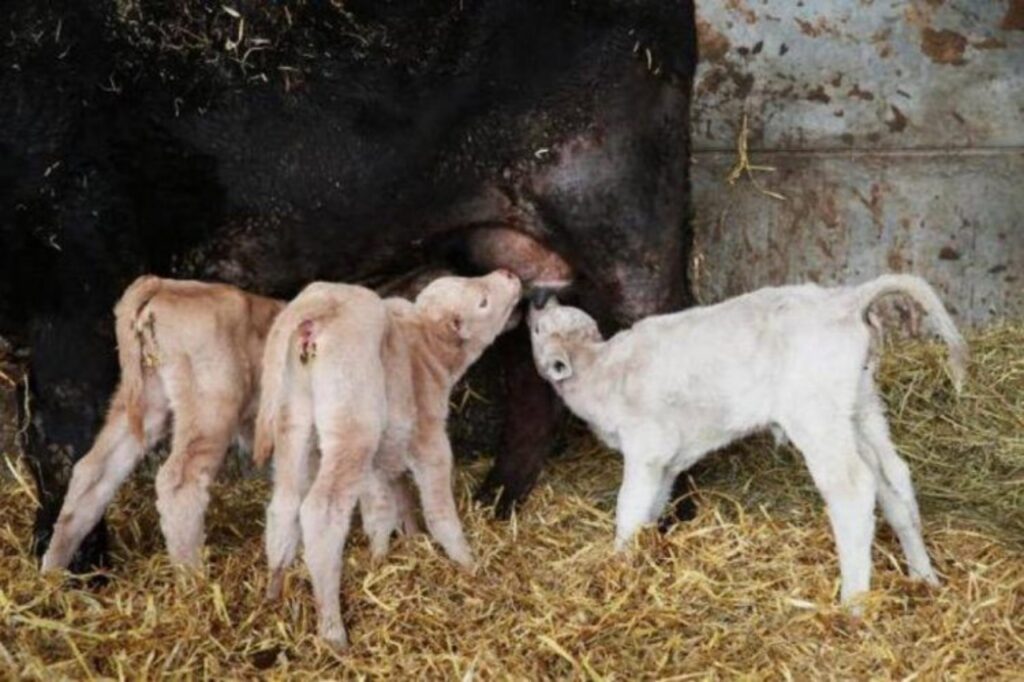 vitelli si nutrono dalla mamma