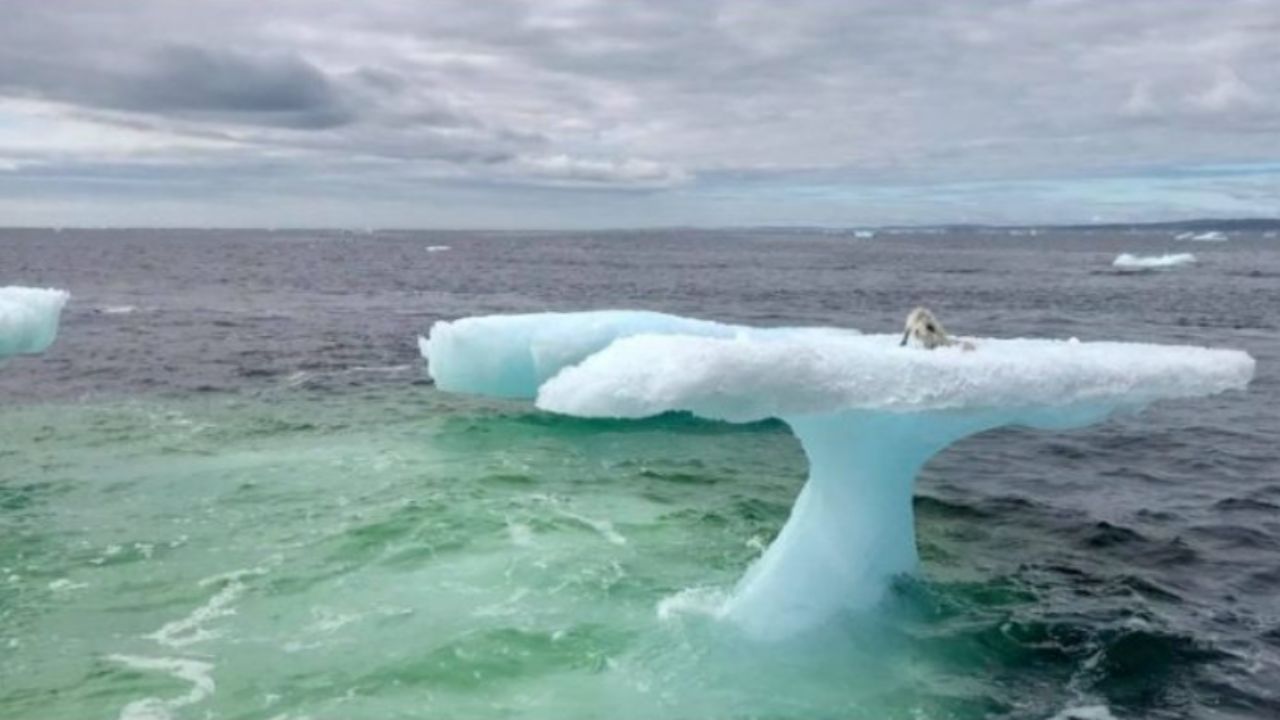 volpe polare bloccata su ghiaccio