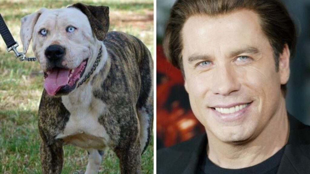 Cane John Travolta