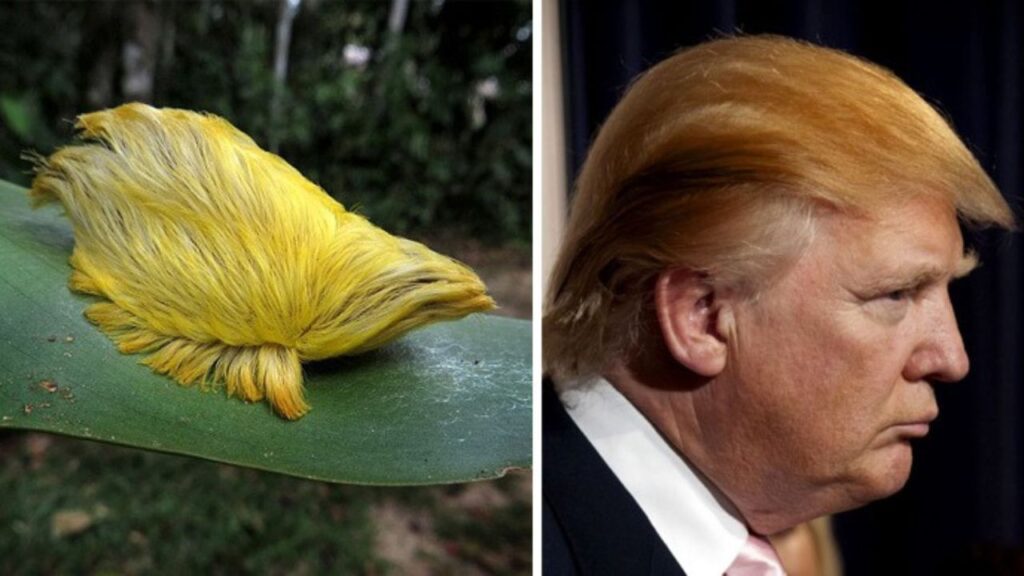 Caterpillar Donald Trump