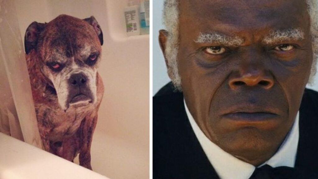 Cane Samuel L. Jackson