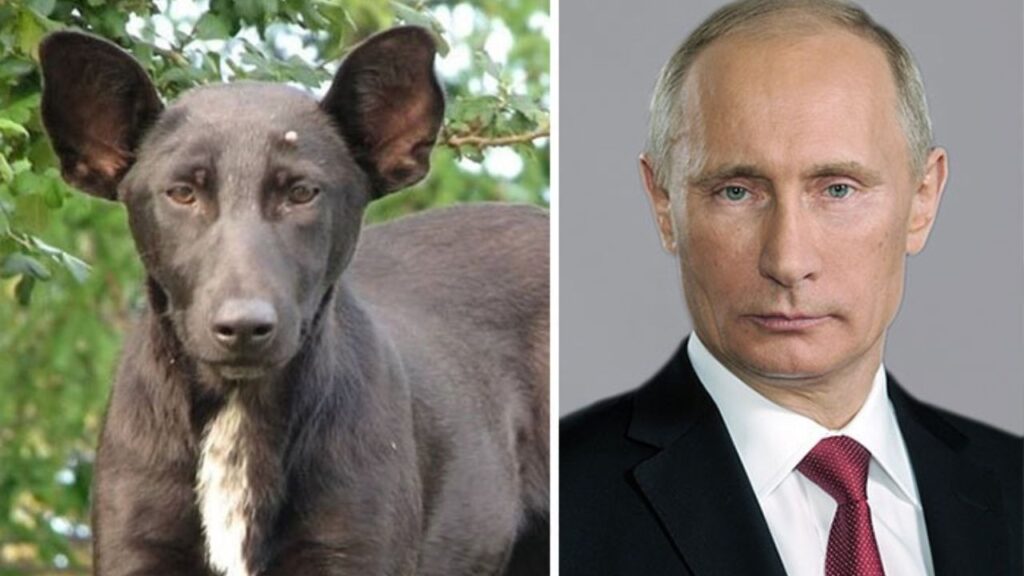 Cane Vladimir Putin 