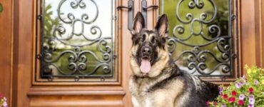 4 cani da guardia porta