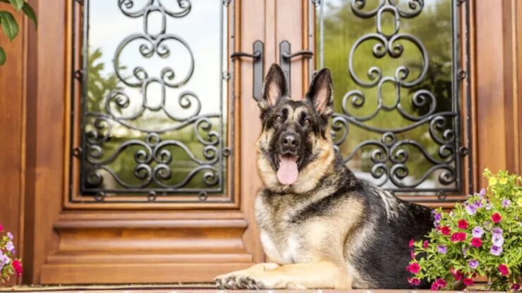 4 cani da guardia porta