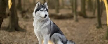 4 cani foresta