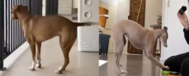 4 cani buffi