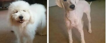4 cani ricci