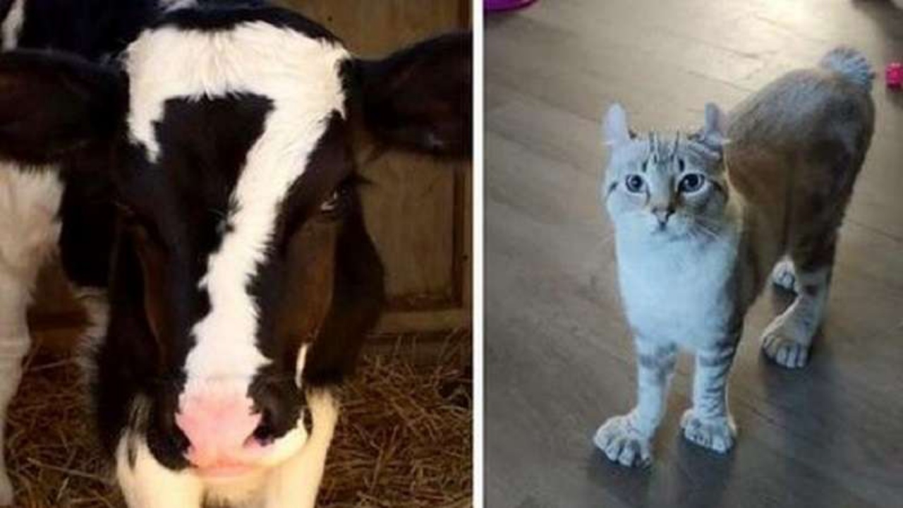 4 foto caratteristiche