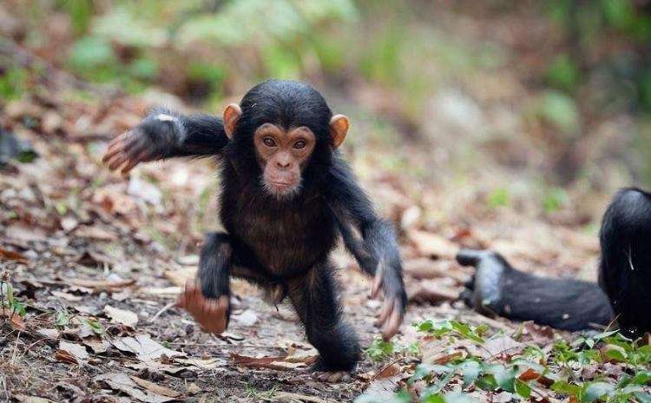 4 foto scimpanzé