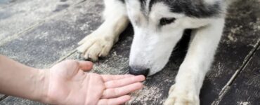 4 odori mano