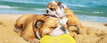 4 razze bulldog