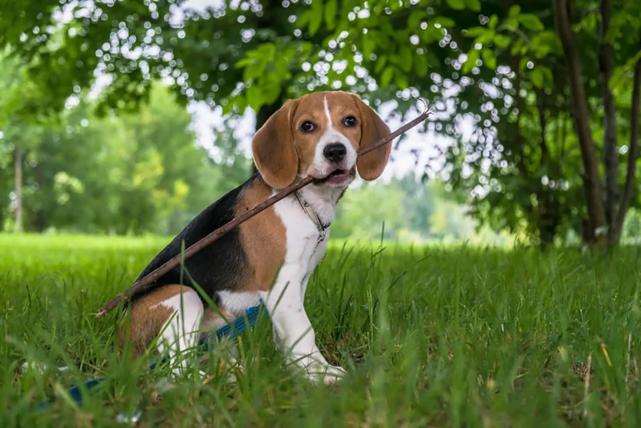 4 razze beagle