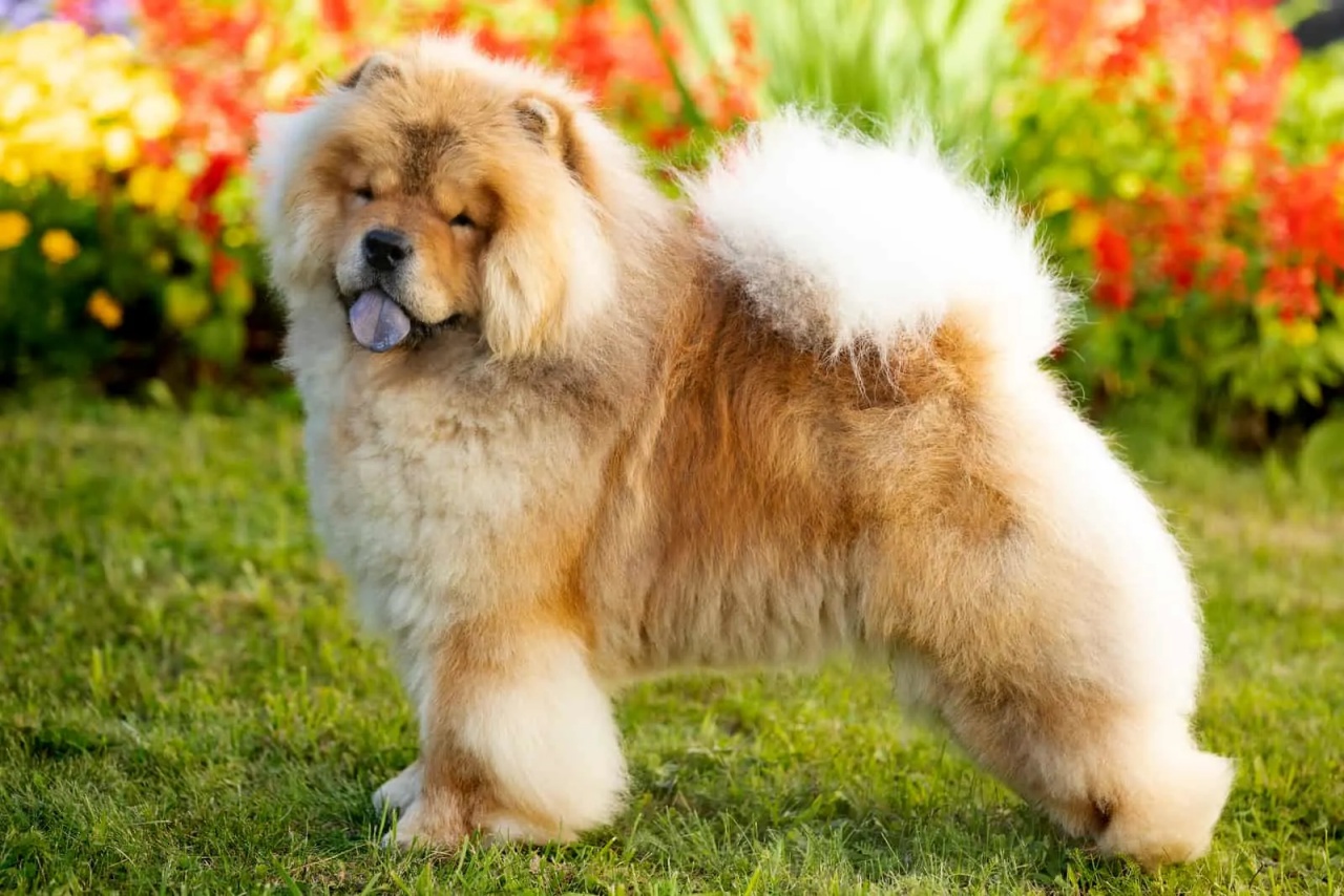 4 razze chow chow