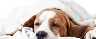 4 segni sonno
