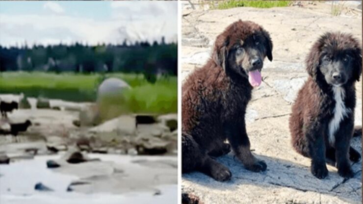 7 cuccioli su un'isola deserta