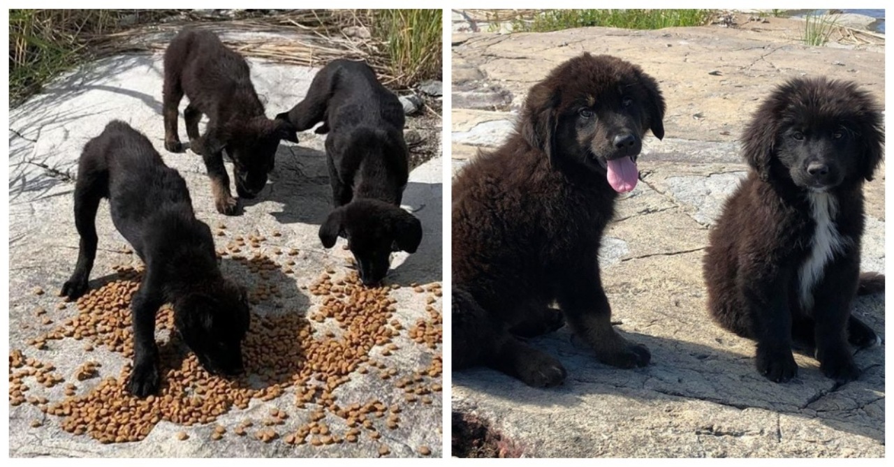 7 cuccioli su un'isola deserta
