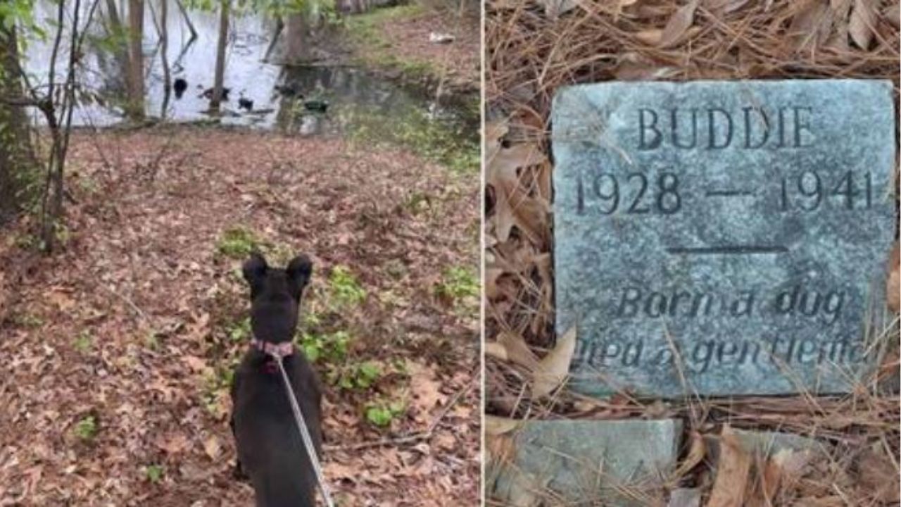 La lapide di un cane di nome Buddie