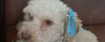 Cagnolina bianca