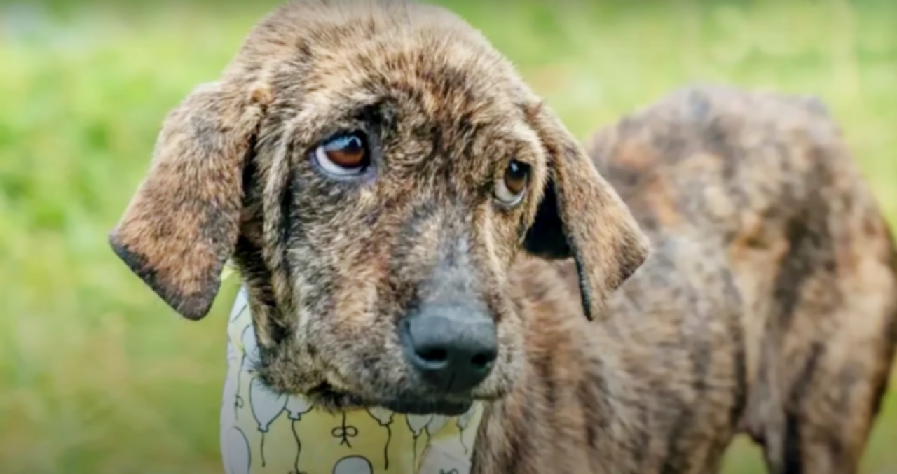 Cagnolino con croste a causa della rogna