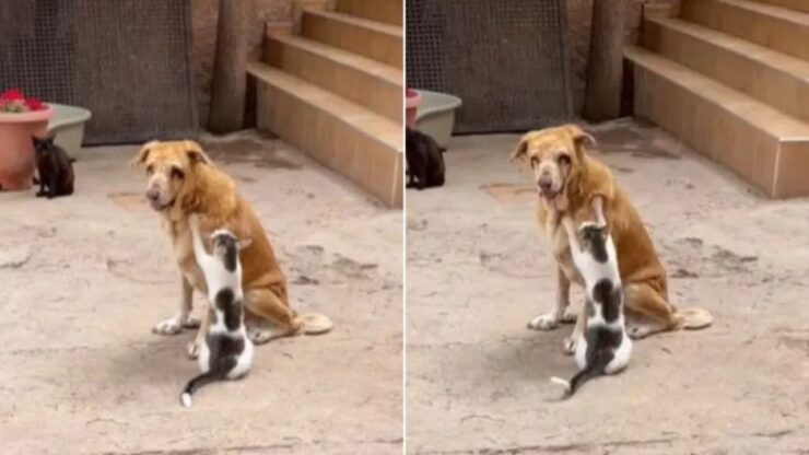 Cane cieco fa amicizia con due gatti