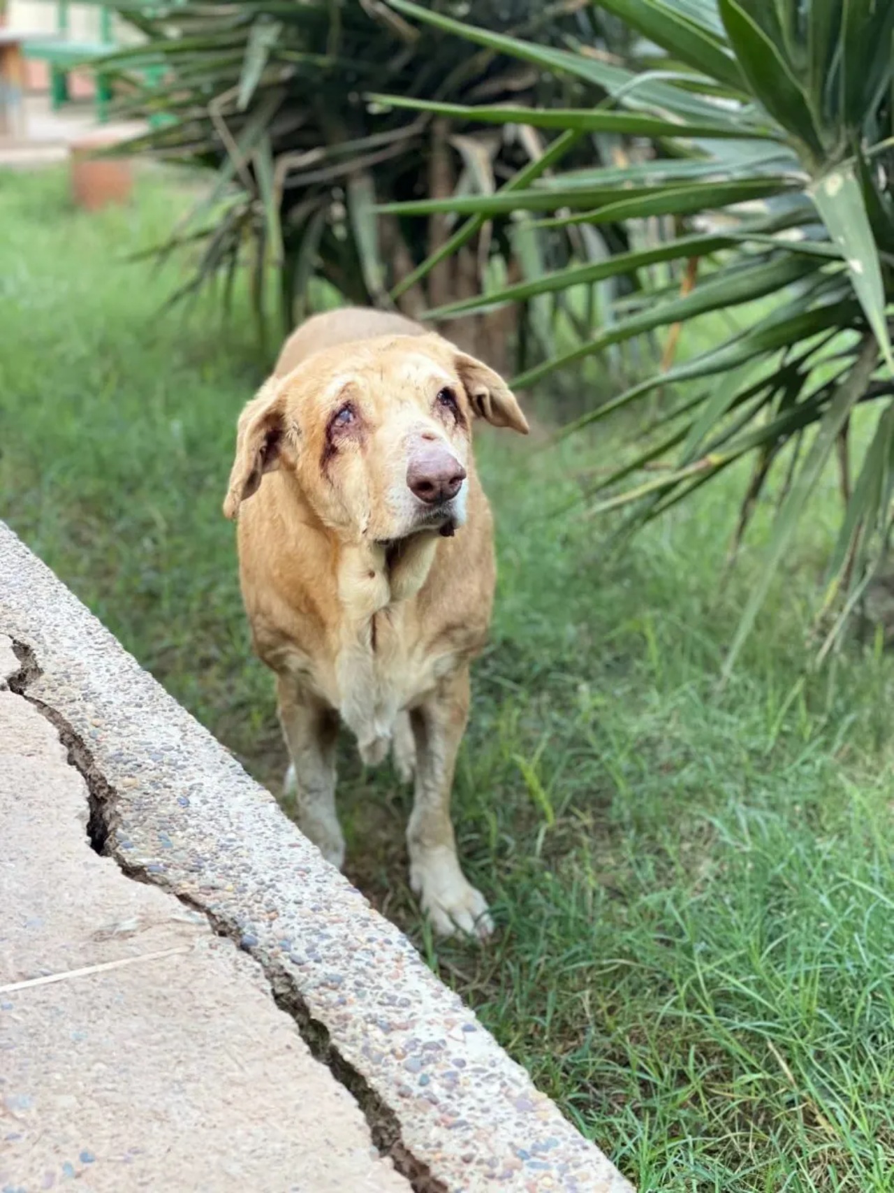 Cane cieco fa amicizia con due gatti