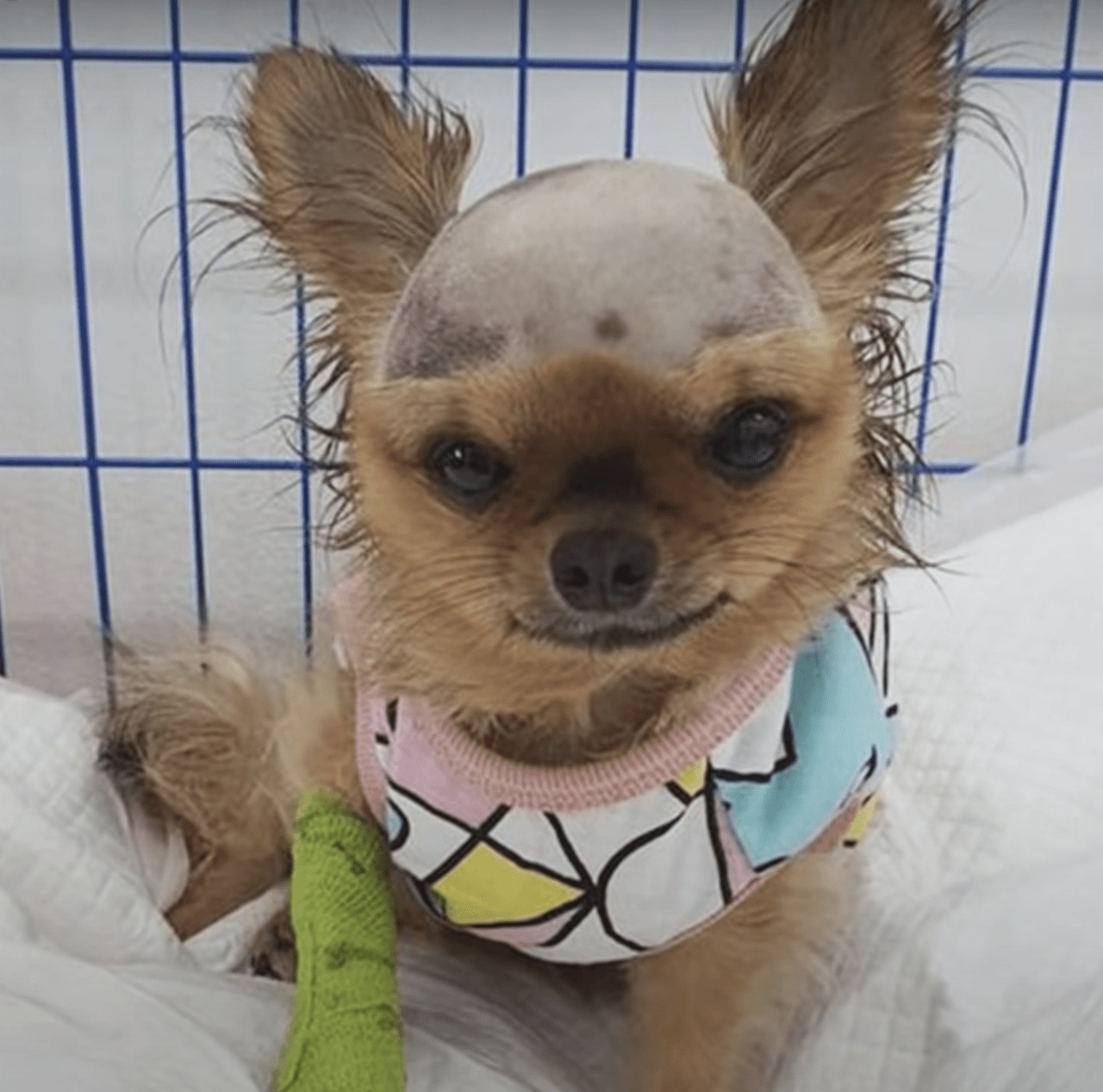 Cane con trauma cranico causato dal proprietario