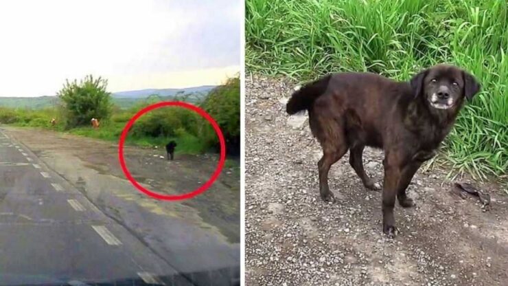 Cane nasconde i biscotti sotto il cuscino