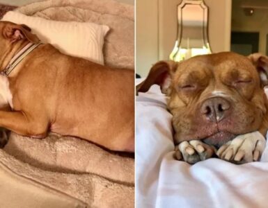 Cane per 8 anni viene tenuto legato in un garage
