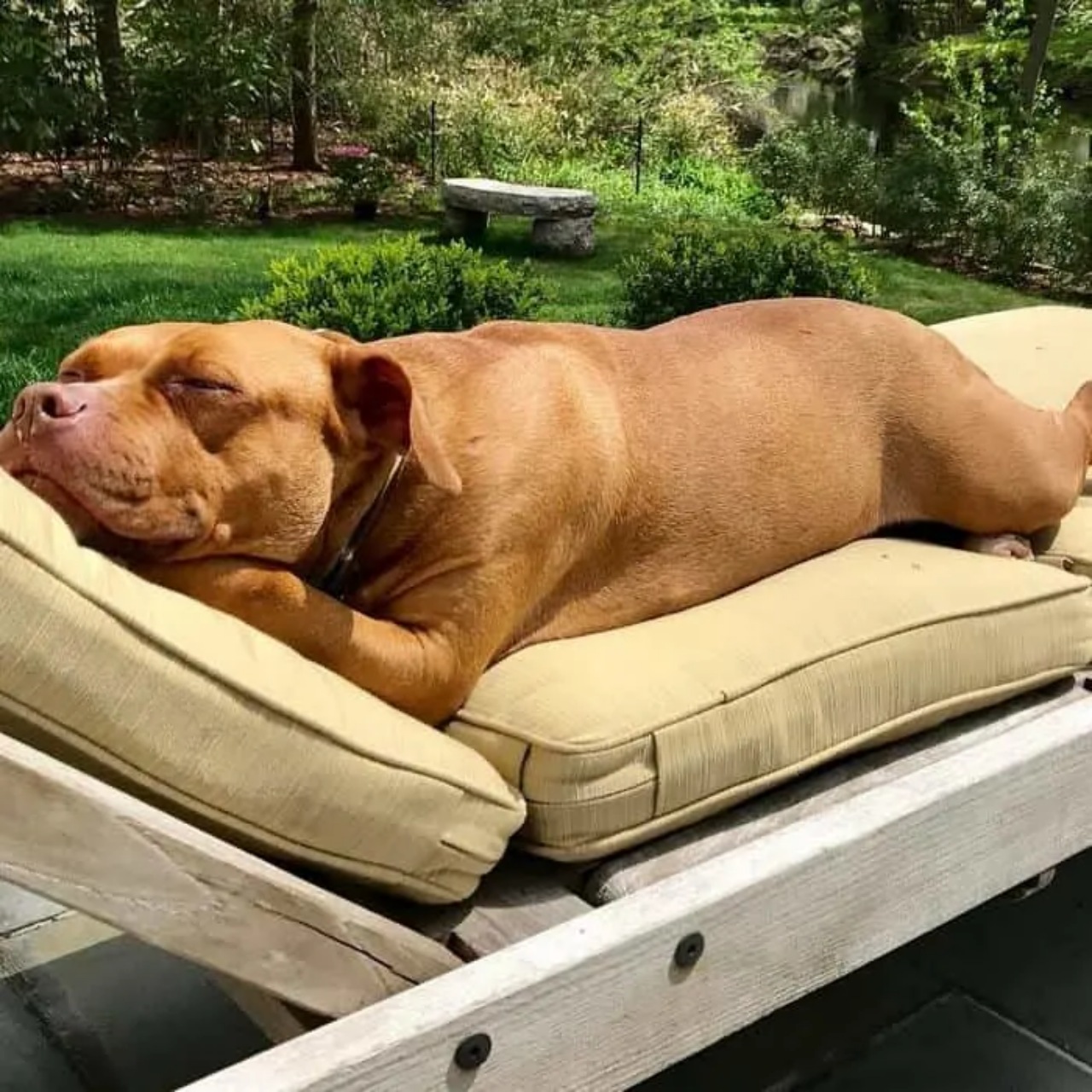 Cane per 8 anni viene tenuto legato in un garage