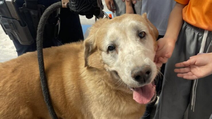 Cane poliziotto va in pensione