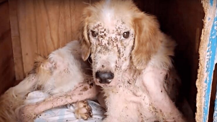 Cane randagio in pessime condizioni