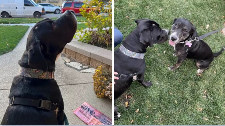 Cane ritrova la sorella dopo anni