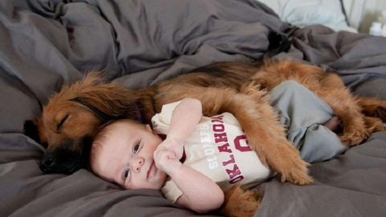 Cane abbraccia bambino sul divano