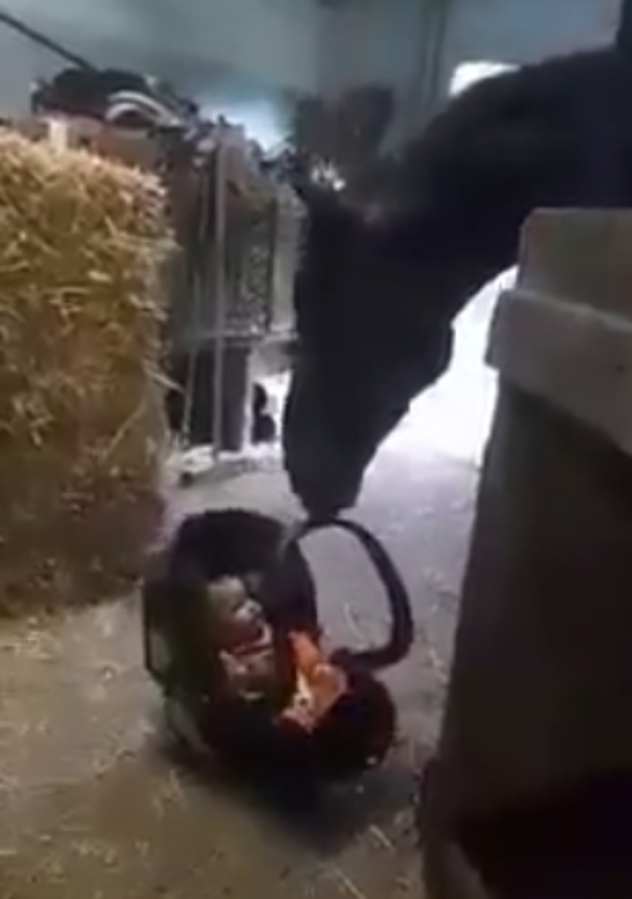 Cavallo dondola il bimbo che stava piangendo