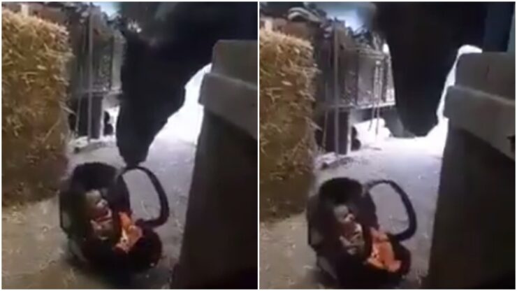 Cavallo dondola il bimbo che stava piangendo