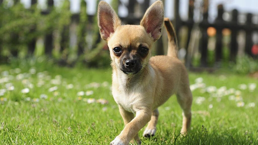 Chihuahua 