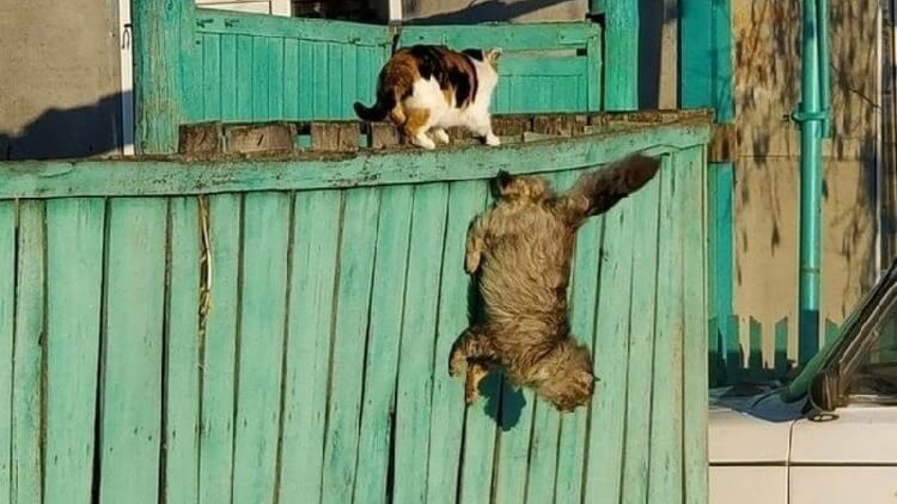 Gatto scappa dal recinto