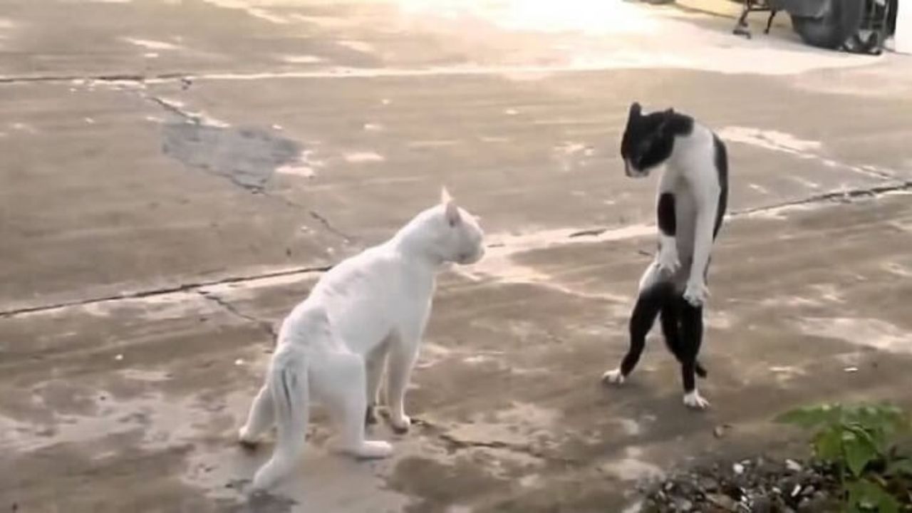 Duello gatti