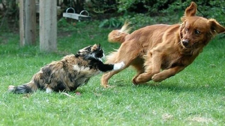 Gatto rincorre cane