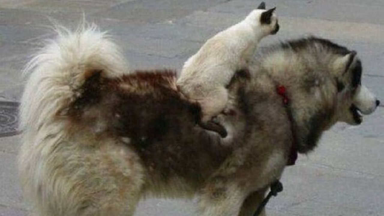 Gatto in groppa al cane