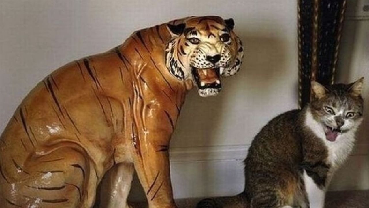 Gatto riproduce espressione statua di tigre