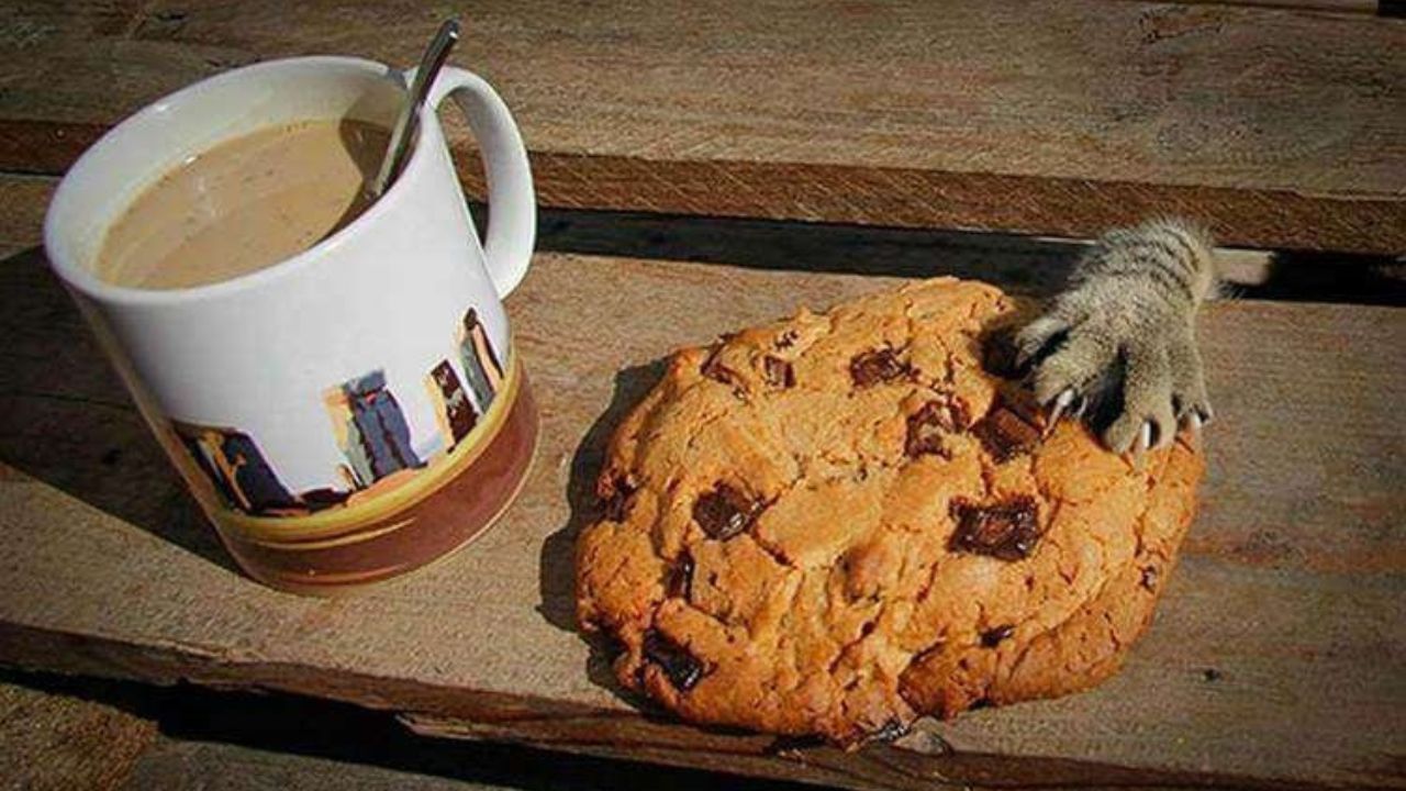 Gatto prova ad arruffare un biscotto dal tavolo