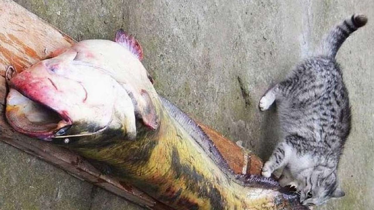 Gatto dà un morso a pesce enorme