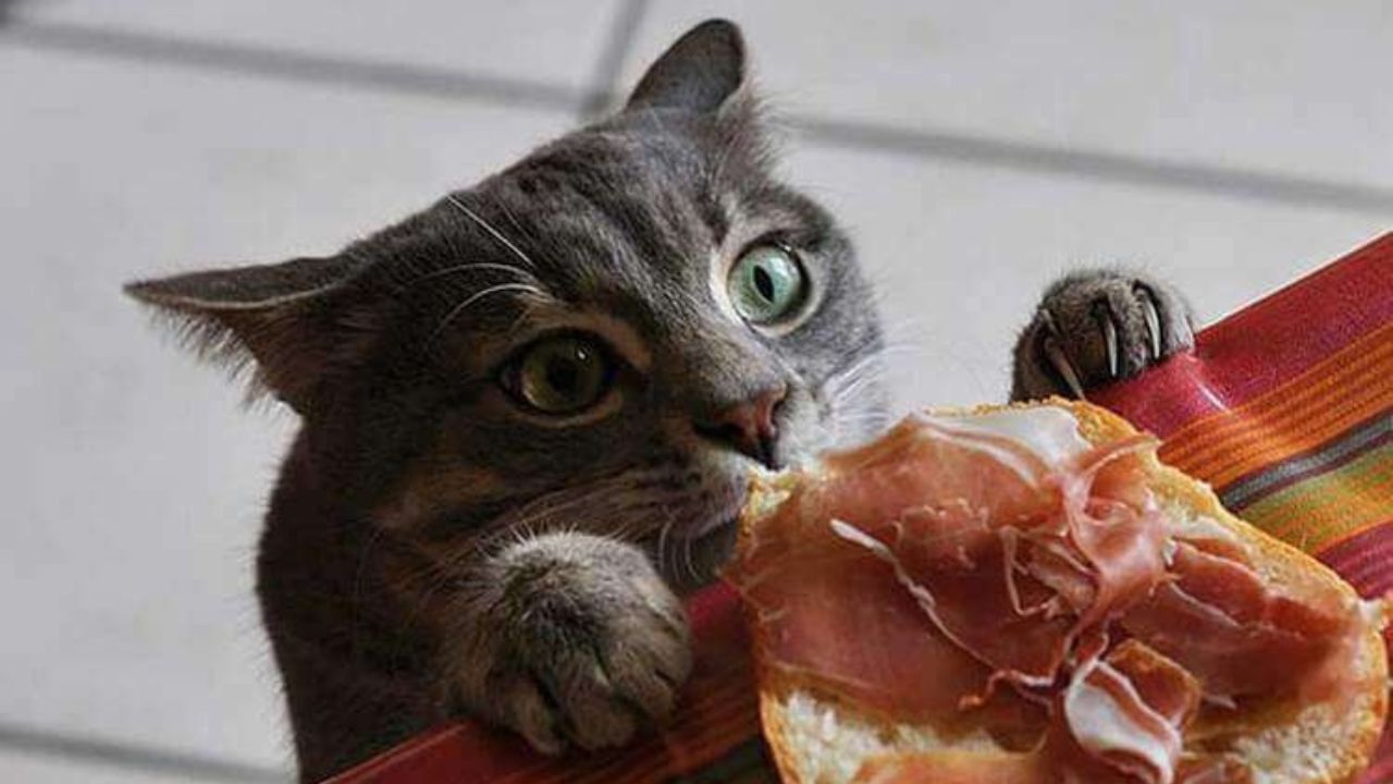 Gatto mangia prosciutto