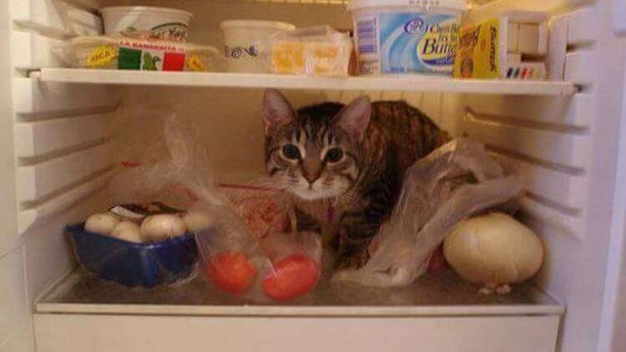 Gatto nel frigorifero